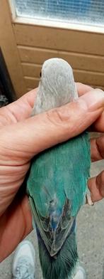 Prachtige brr agapornis fisheri lovebirds turquoise, Dieren en Toebehoren, Vogels | Parkieten en Papegaaien, Meerdere dieren, Dwergpapegaai of Agapornis