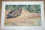 Antieke kleurenlitho - Vogels Zonneral - Circa 1900 !!, Gebruikt, Ophalen of Verzenden, Dier, Voor 1940