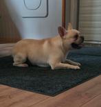 🥰 Super lieve franse Bulldog dekreu Storm ter dekking 🥰, Particulier, Rabiës (hondsdolheid), Reu, 1 tot 2 jaar