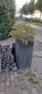 Bloembakken, siergrassen, olijfboompje en hosta's., Ophalen, Zo goed als nieuw, Minder dan 60 cm