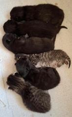 Kittens te koop 2 tijgers/cypers, 4 zwarte, Dieren en Toebehoren, Katten en Kittens | Overige Katten, Meerdere dieren, Kortharig