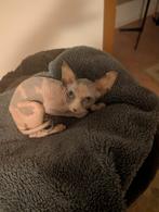 Sphynx Canadees kittens, Dieren en Toebehoren, Katten en Kittens | Raskatten | Korthaar, Meerdere dieren, Met stamboom