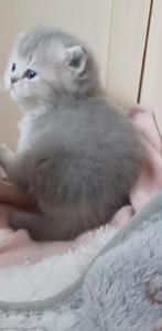 Britse Korthaar kittens  laatste kater  nog  beschikbaar, Dieren en Toebehoren, Katten en Kittens | Raskatten | Korthaar, Kater