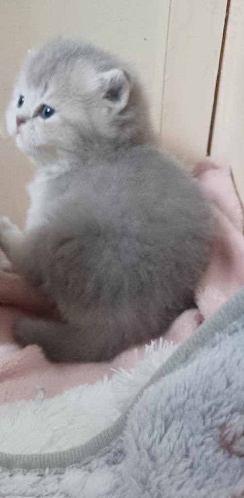 Britse Korthaar kittens  laatste kater  nog  beschikbaar, Dieren en Toebehoren, Katten en Kittens | Raskatten | Korthaar, Kater
