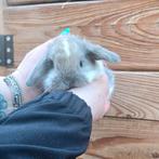 Knappe Nederlands hangoordwerg NHD, Dieren en Toebehoren, Konijnen, Meerdere dieren, Dwerg, Hangoor