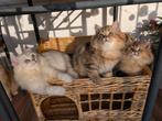 Britse Langhaar kittens golden black shaded, Dieren en Toebehoren, Katten en Kittens | Raskatten | Langhaar, Meerdere dieren, Gechipt