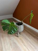 Monstera plant inclusief mand, Ophalen, Halfschaduw, Minder dan 100 cm