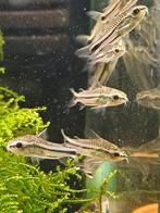 Hobbyaquarium Corydoras Pigmeaus / dwerg pantsermeeral, Vis, Zoetwatervis, Schoolvis