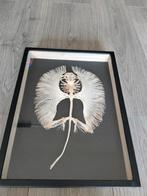 Rog skelet in lijst, Verzamelen, Ophalen of Verzenden, Zo goed als nieuw, Insect, Opgezet dier
