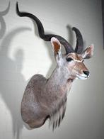 Taxidermie Wanddecoratie, Ophalen