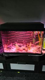 Aquarium compleet 60x40x30, Dieren en Toebehoren, Vissen | Aquaria en Toebehoren, Ophalen, Gebruikt, Gevuld zoetwateraquarium