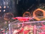 Red Sakura Medium Grade Garnalen, Dieren en Toebehoren, Vissen | Aquariumvissen, Kreeft, Krab of Garnaal, Zoetwatervis, Schoolvis