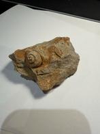 Fossiele Schelp in Steen, Verzamelen, Mineralen en Fossielen, Ophalen of Verzenden, Fossiel