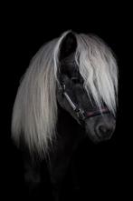 Lieve Silver Dapple Shetlander, Dieren en Toebehoren, Pony's, Hengst, A pony (tot 1.17m), Gechipt, 3 tot 6 jaar