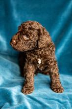 Waterhonden mix, look-a-like Labradoodle medium, Dieren en Toebehoren, Honden | Retrievers, Spaniëls en Waterhonden, Overige rassen