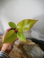 Philodendron prince of orange, Huis en Inrichting, Kamerplanten, Ophalen of Verzenden, Overige soorten, Minder dan 100 cm