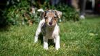 Prachtige Jack Russel Merle/Black & tan pups, Dieren en Toebehoren, Honden | Jack Russells en Terriërs, Jack Russell Terriër, 8 tot 15 weken