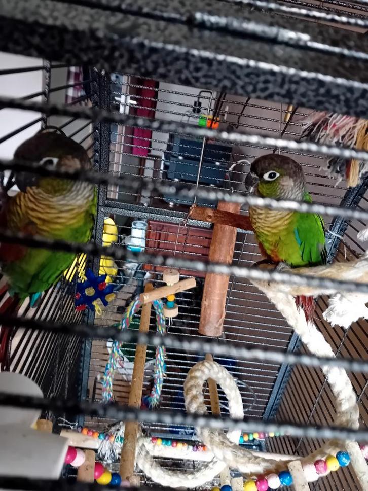 Wegens omstandigheden 2 pyrrhuas, Dieren en Toebehoren, Vogels | Overige Vogels