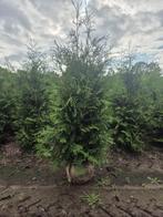Thuja occ Brabant   - Coniferen, Ophalen of Verzenden, Conifeer, 100 tot 250 cm