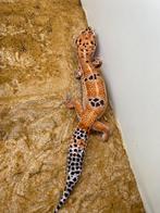 luipaard gekko vrouw, Dieren en Toebehoren, Reptielen en Amfibieën