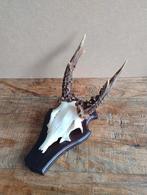 Zwaar reebok gewei schedel ree, Ophalen of Verzenden, Hert, Schedel