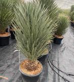 Winterharde Yucca filifera - Prachtige palmlelie, Volle zon, Vaste plant, Zomer, Ophalen
