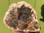 Versteend hout schijf plak dubbel gepolijst mineralen, Verzamelen, Mineralen en Fossielen, Ophalen of Verzenden