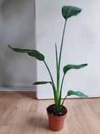 Strelitzia Reginae-Paradijsvogelbloem/Paradijsvogelplant H68, Huis en Inrichting, Ophalen, Overige soorten, Halfschaduw, Minder dan 100 cm