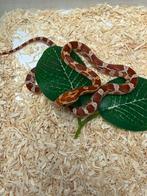 Rattenslang Het Palmetto Amel Anery Caramel Motley, Dieren en Toebehoren, Slang, 0 tot 2 jaar