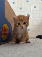 Kittens, Dieren en Toebehoren, Meerdere dieren, Kortharig, 0 tot 2 jaar