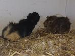 2 baby borstel cavia's, Dieren en Toebehoren, Knaagdieren, Cavia, Mannelijk, November, Tam