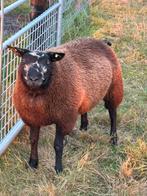 Mooie dekram blauwe texelaar, Dieren en Toebehoren, Mannelijk, Schaap