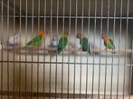 6 Agapornis, Dieren en Toebehoren, Tropenvogel