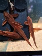 Rineloricaria lanceolata red, Dieren en Toebehoren, Vissen | Aquariumvissen, Vis