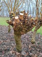 Salix krulwilg, Ophalen of Verzenden, Volle zon, Overige soorten