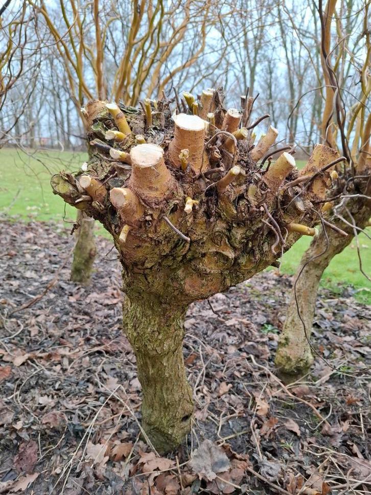 Salix krulwilg, Tuin en Terras, Planten | Bomen, Overige soorten, Volle zon, Ophalen of Verzenden