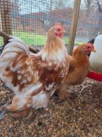 Mooie hanen! Raszuivere Cochin, Dieren en Toebehoren, Pluimvee, Mannelijk, Kip