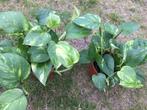 kamerplant scindapsus, Ophalen, Overige soorten, Halfschaduw, In pot
