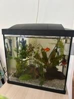 Vissen, aquarium en benodigdheden, Dieren en Toebehoren, Vissen | Aquaria en Toebehoren, Ophalen, Gebruikt