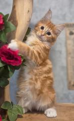 Maine coon kittens met stamboom,polydactyl, rus lijn NOG 1, Dieren en Toebehoren, Katten en Kittens | Raskatten | Langhaar, Meerdere dieren