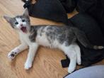 De allerleukste en liefste kittens!!, Dieren en Toebehoren, Katten en Kittens | Overige Katten, Meerdere dieren