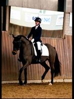 Allround E sportpony, Ruin, E pony (1.48m - 1.57m), Met stamboom, 3 tot 6 jaar
