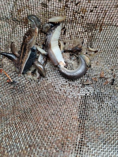 Slakken Gratis vangen in potje Bier, Tuin en Terras, Bestrijdingsmiddelen, Ongediertebestrijding, Ophalen