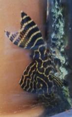 2x L-Nummer L-Nummers, Dieren en Toebehoren, Vissen | Aquariumvissen, Vis, Zoetwatervis