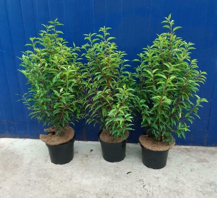Portugese Laurier bollen, Haagjes, Stammen, piramide, Tuin en Terras, Planten | Struiken en Hagen, Laurier, 100 tot 250 cm, Ophalen