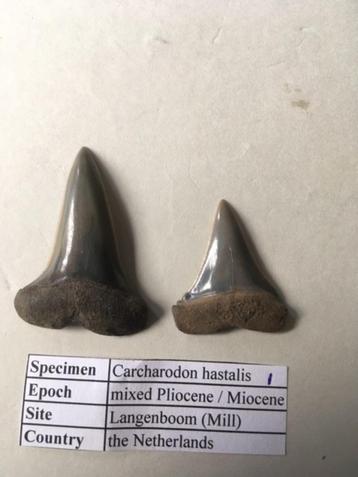 Fossiele haaientanden set uit Mill: C. hastalis (1) beschikbaar voor biedingen