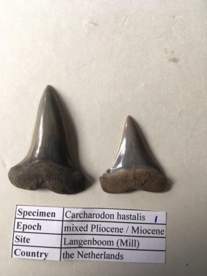 Fossiele haaientanden set uit Mill: C. hastalis (1), Verzamelen, Mineralen en Fossielen, Fossiel, Ophalen of Verzenden