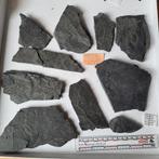 Lot 10x Graptolieten Noorwegen Ordovicium fossielen, Ophalen of Verzenden, Clearstamp