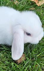 Meerdere lieve minilop x nhd schatjes, Meerdere dieren, Dwerg