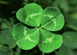 Geluksklaver Lucky Clover 4- Blad Klaver Four Leaf Clover, Tuin en Terras, Bloembollen en Zaden, Zaad, Gehele jaar, Ophalen of Verzenden